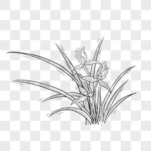 黑白线条植物花卉兰花图片