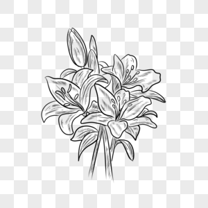 黑白线条植物花卉百合花图片