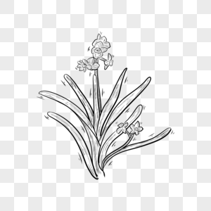 黑白线条植物花卉水仙花图片