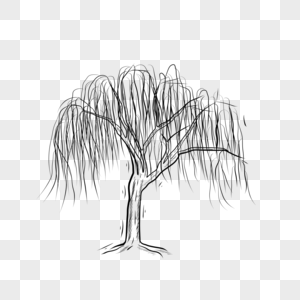 黑白线条植物柳树高清图片
