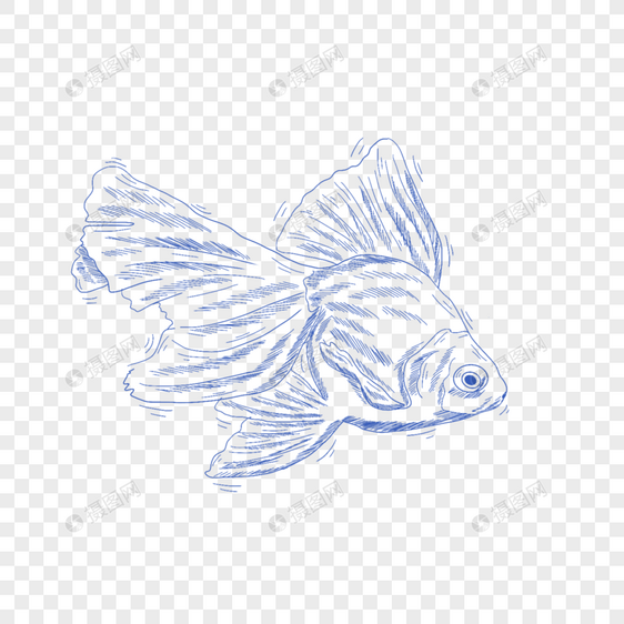 蓝色线条动物简笔画金鱼图片