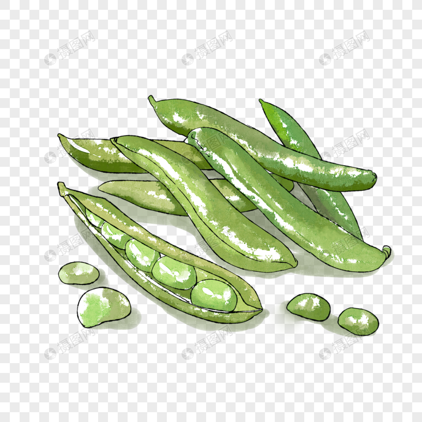 蚕豆水彩