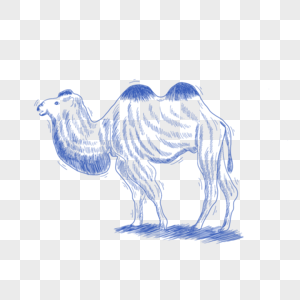 蓝色线条动物简笔画骆驼图片