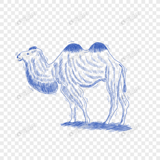 蓝色线条动物简笔画骆驼图片