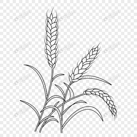 小麦简笔画图片