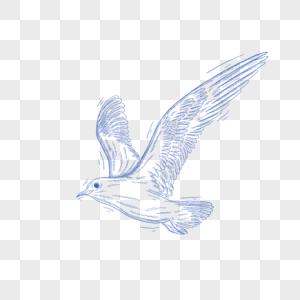 蓝色线条动物简笔画海鸥图片