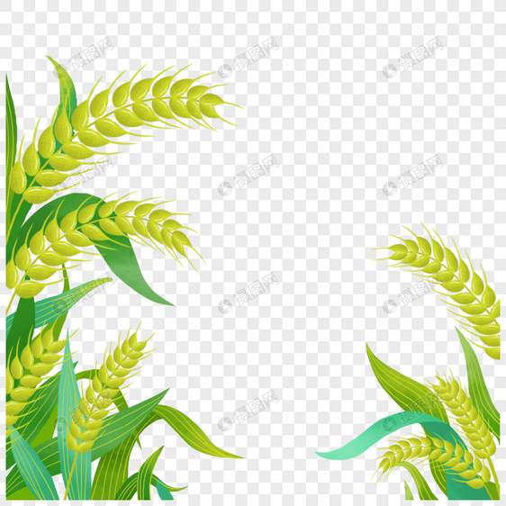 手绘绿色粮食小麦图片