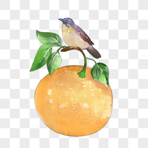 夏天水果橙子花鸟组合插画图片