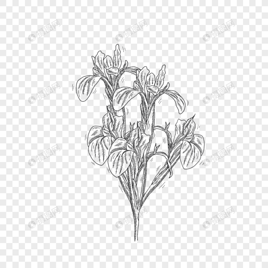 黑白线条手绘鸢尾花