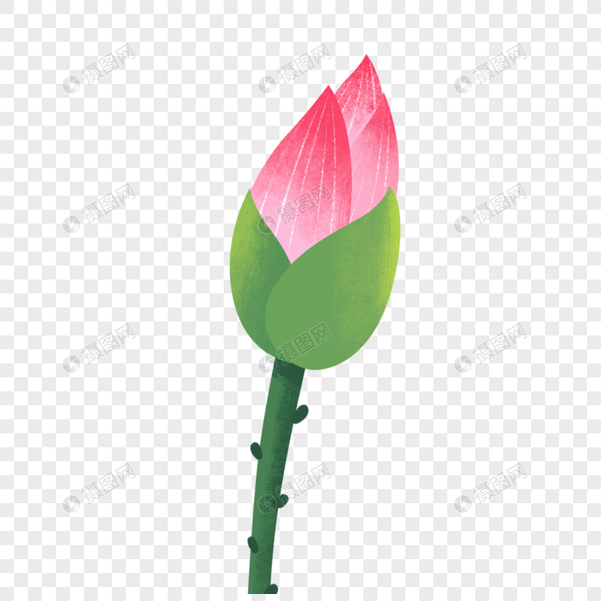 荷花苞