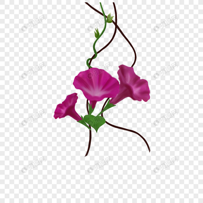 牵牛花夏天花卉高清图片素材