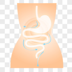 肠道调理医疗健康高清图片