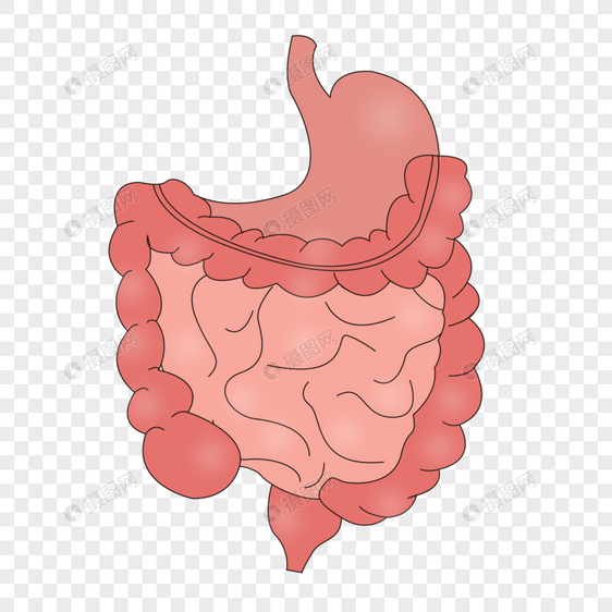 肠道健康图片
