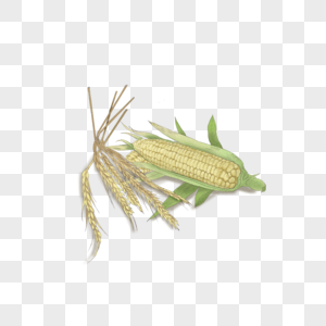 玉米小麦图片