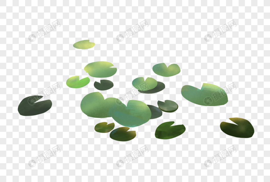睡莲
