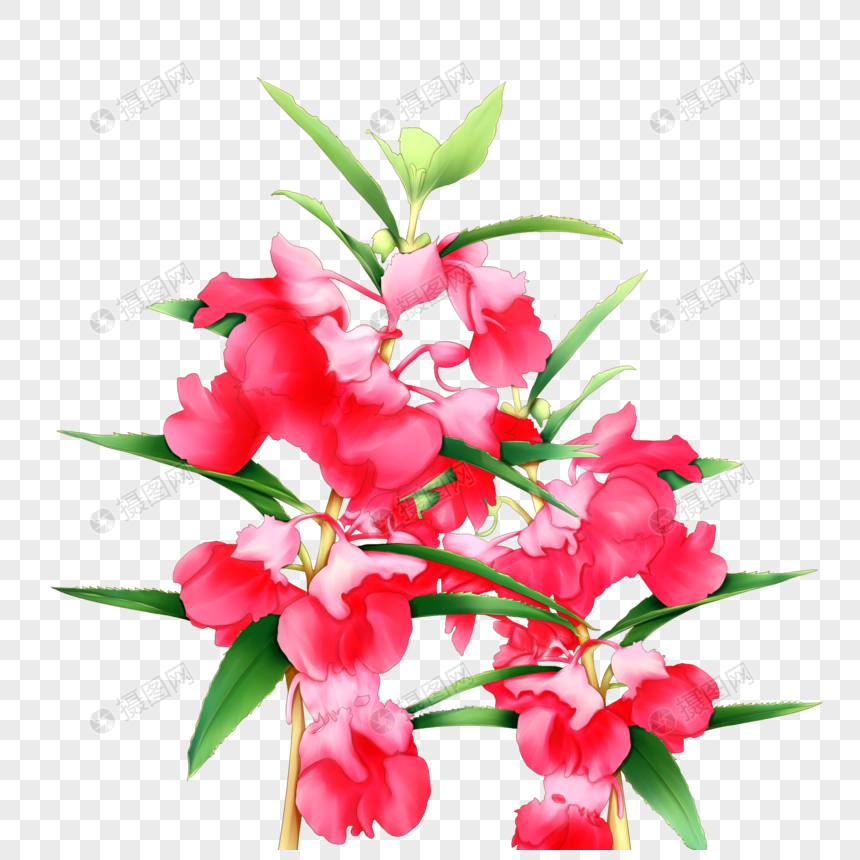 凤仙花元素素材下载-正版素材401748351-摄图网