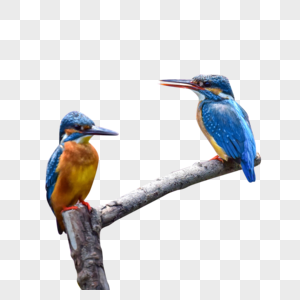 蓝翡翠鸟类翠鸟高清图片