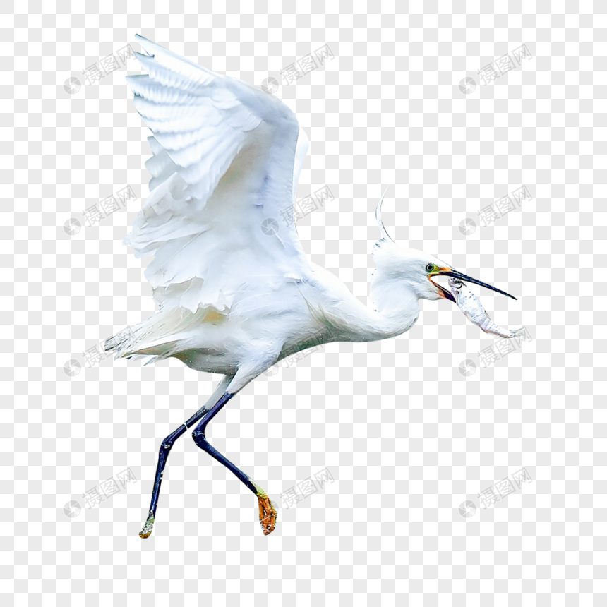 黄嘴白鹭