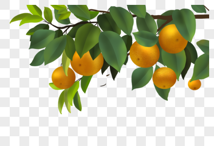 橘子橘子枝橘子树高清图片