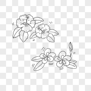 花卉简笔画黑白花朵素材高清图片