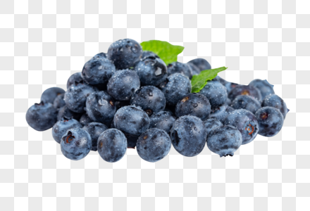 蓝莓果实好吃蓝莓高清图片