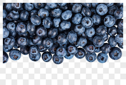 蓝莓果实图片