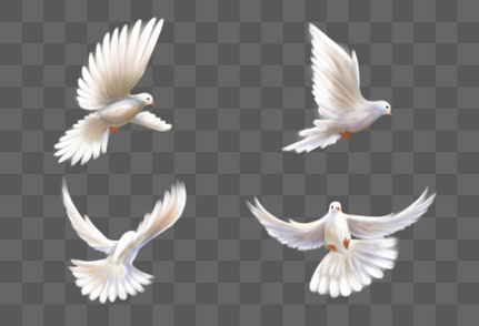 飞翔动态的和平鸽子组合会议高清图片素材