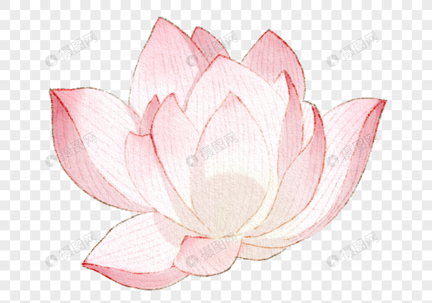 彩绘荷花