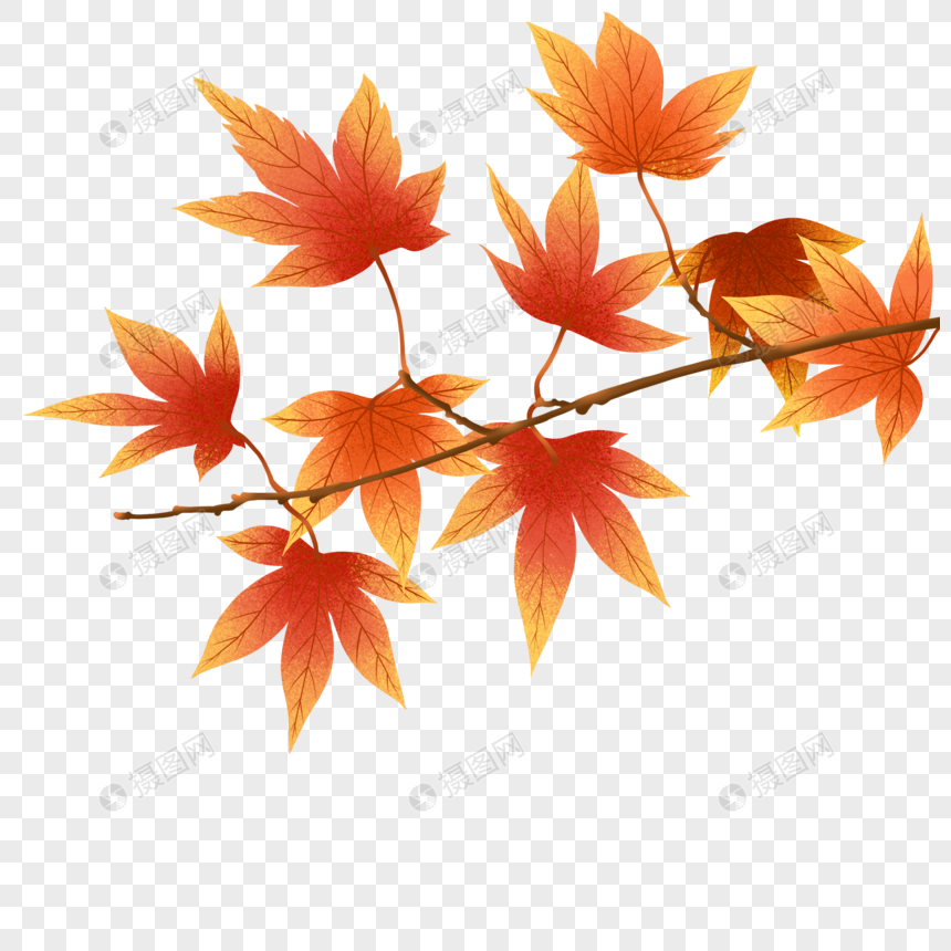 立秋的枫叶图片