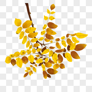 秋天树枝上的黄色树叶图片
