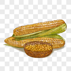玉米水彩图片