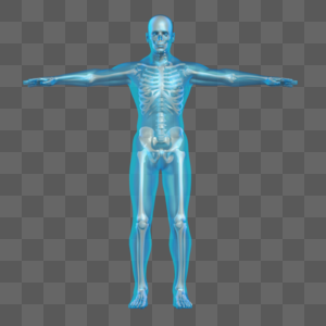 人体结构骨骼图片