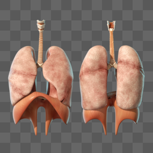 人体结构脾肺图片