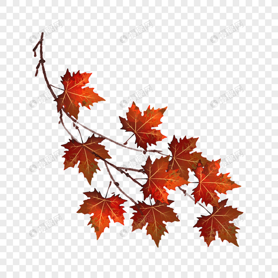 秋天红枫叶树枝图片