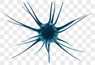 神经细胞图片