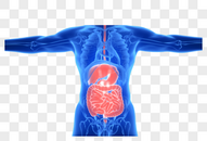 人体肝脏肠道图片