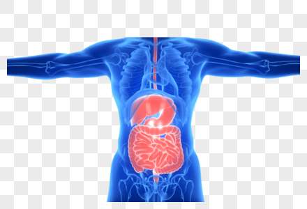 人体肝脏肠道图片