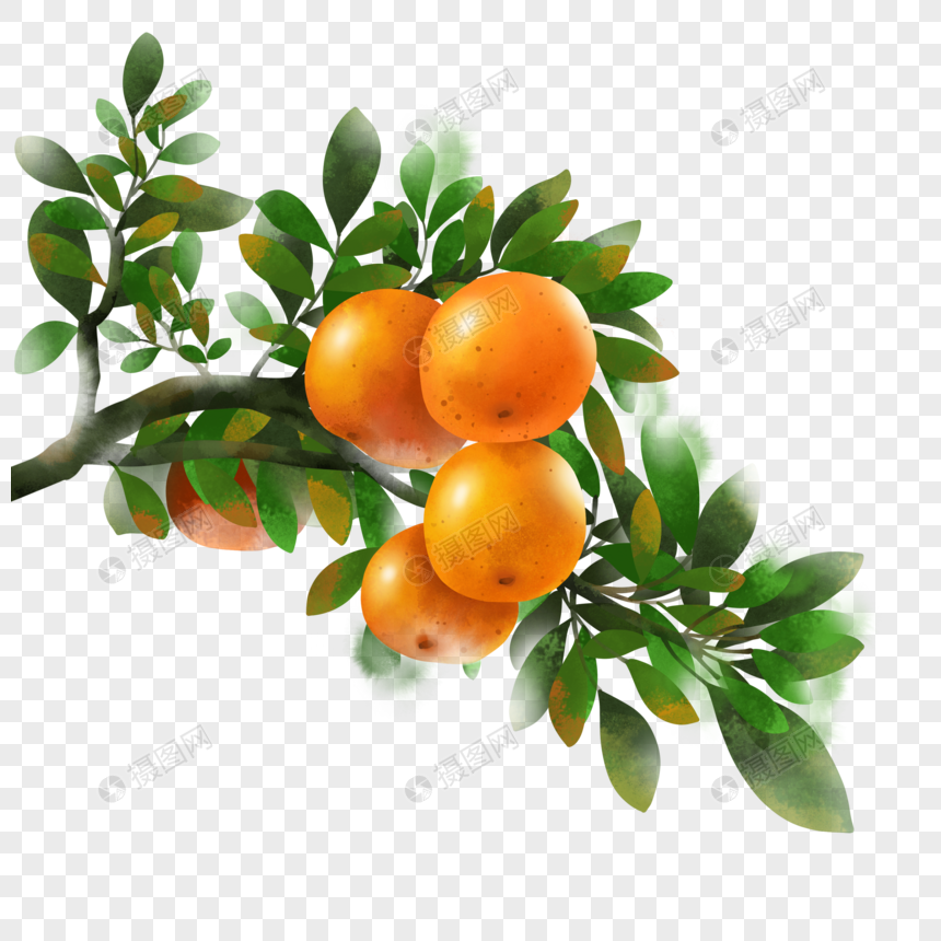 水彩橘子树枝图片