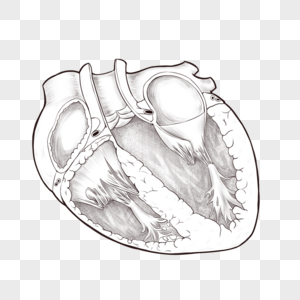 心脏剖视图图片