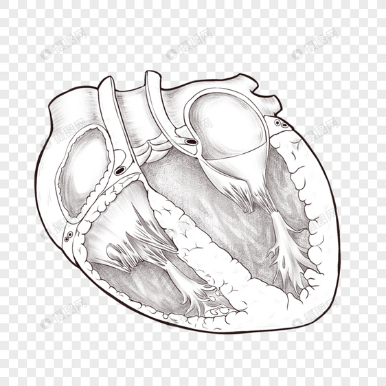心脏剖视图图片
