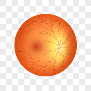 视网膜的血管图片