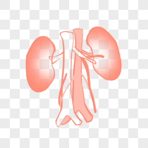 肾部器官图片