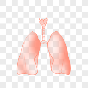 肺部图片