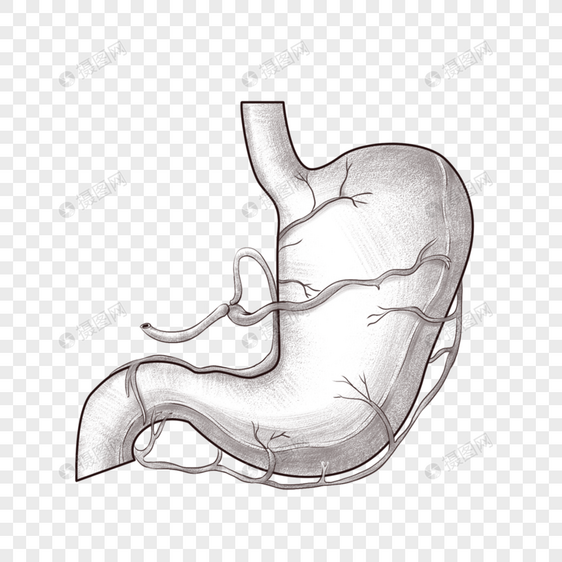 腹部器官胃图片