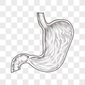 腹部器官胃图片
