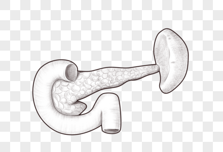 腹部器官胰腺图片