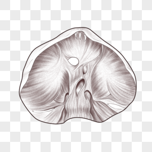 腹部膈结构图片