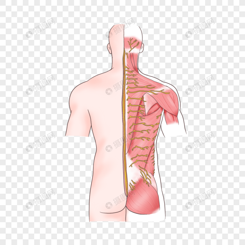 背部皮肤神经图片