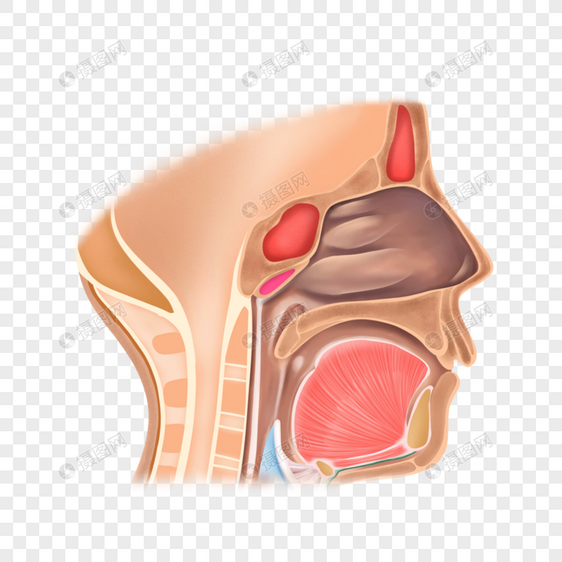 鼻道图片