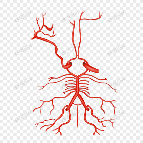 大脑的动脉图片